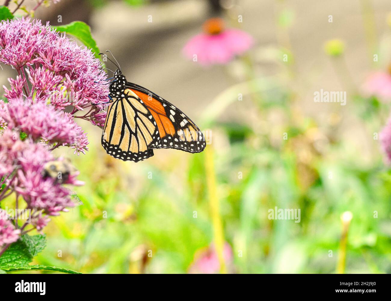 Sideview of a Monarch butterfly (Danaus plexippus) feeding on the pink flowers of Joe-Pye Weed (Eupatorium purpureum). Copy space. Stock Photo