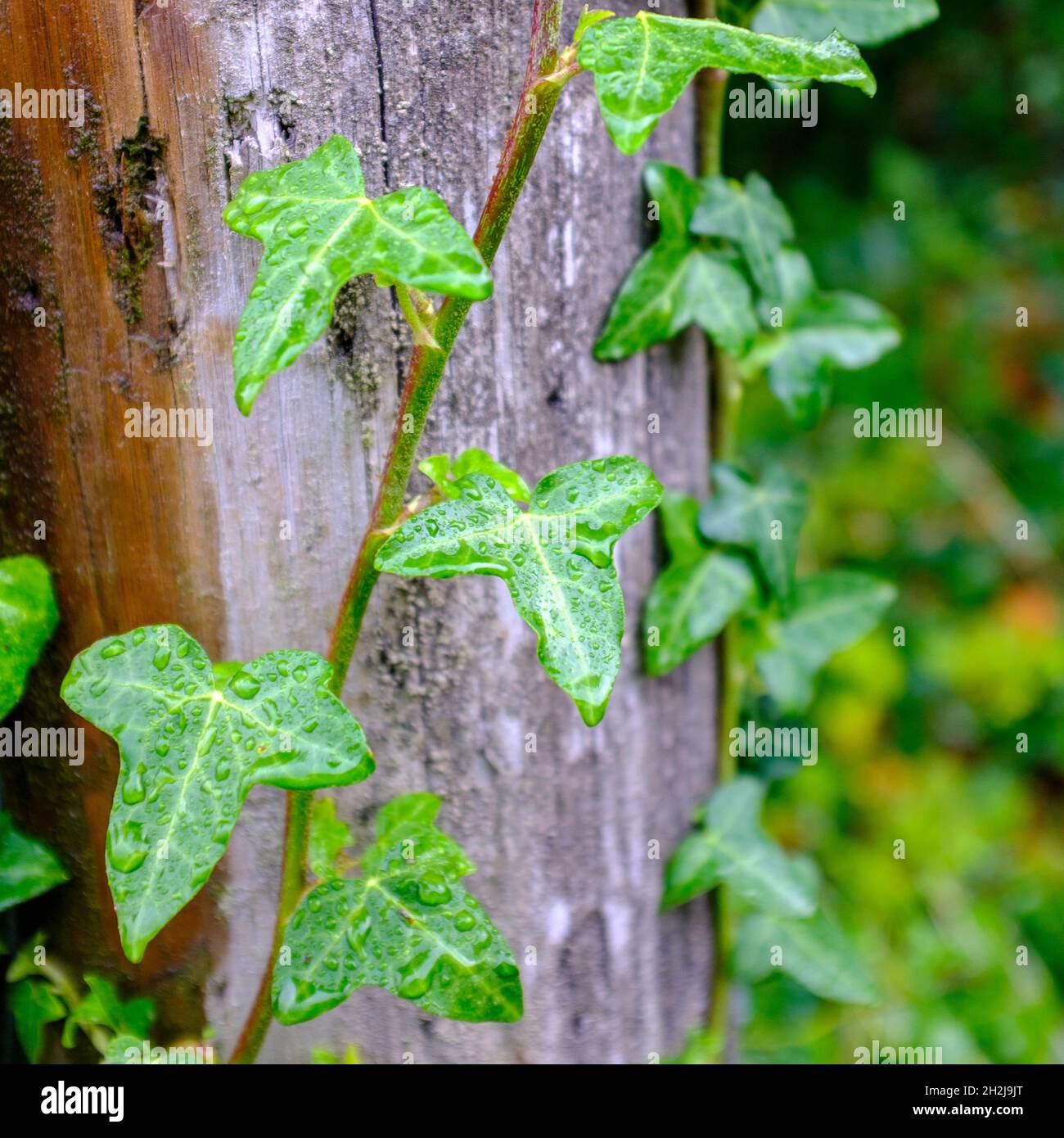 Ivy climbing up hi-res stock photography and images - Alamy