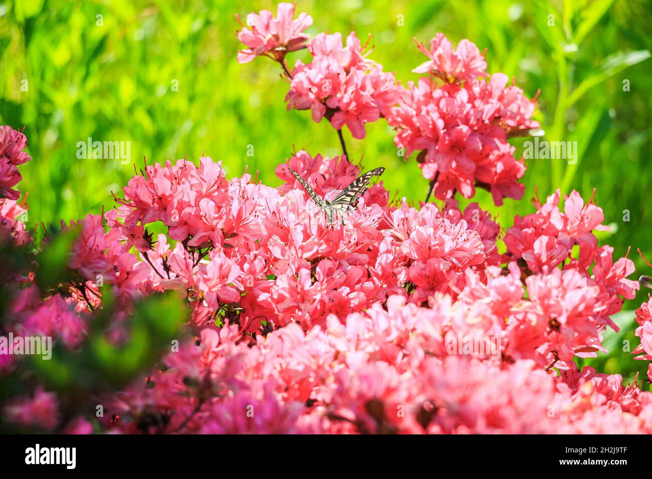 Butterfly on pink Rhododendron flowers Stock Photo Alamy