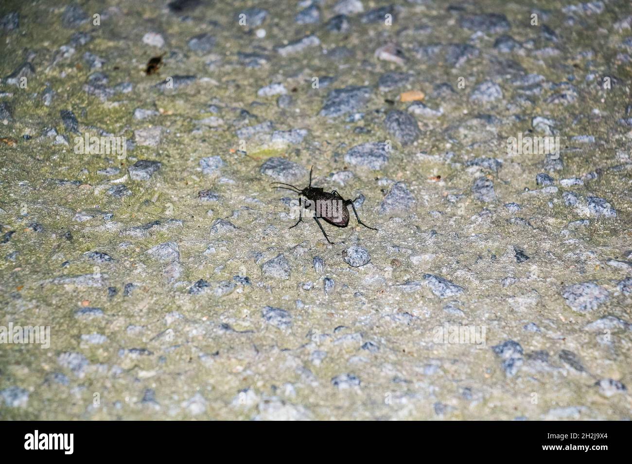 Black beetle on a rock Stock Photo - Alamy