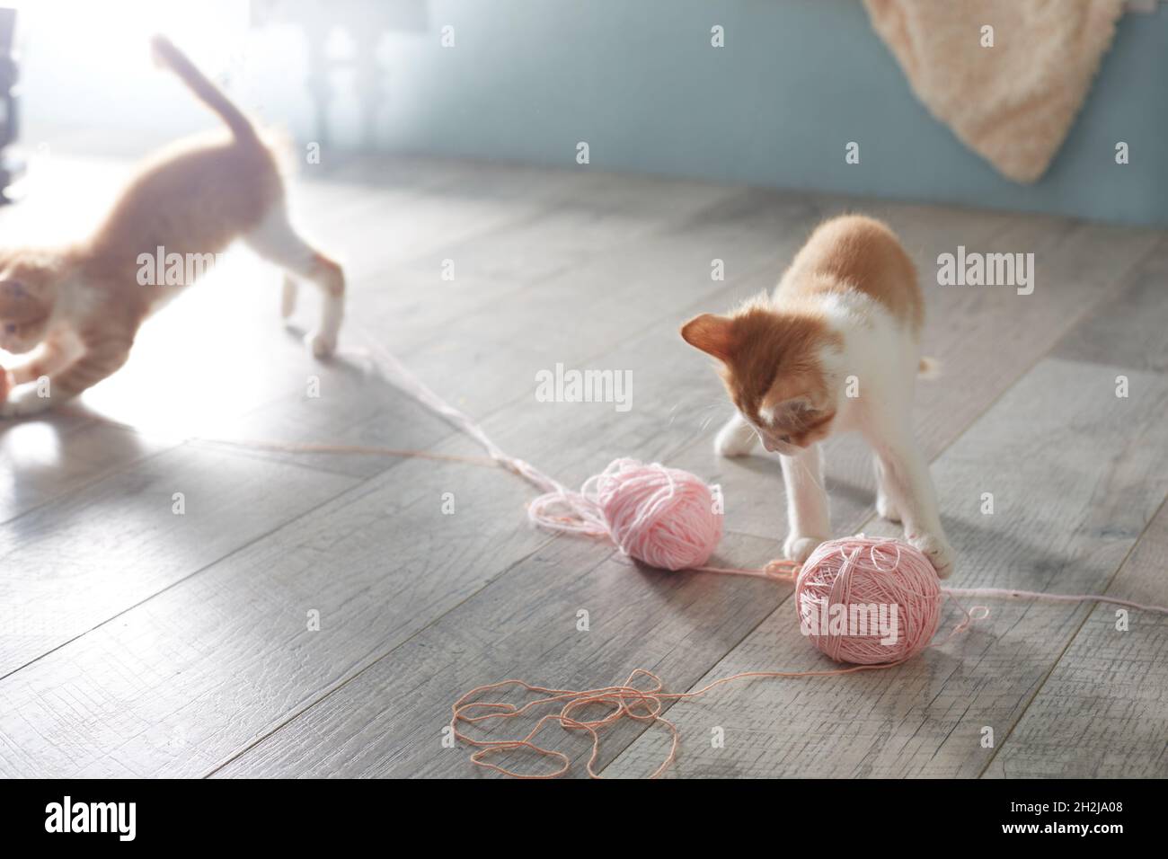 Two cute kittens are playing with pink balls of wool on the floor. Lifestyle Stock Photo