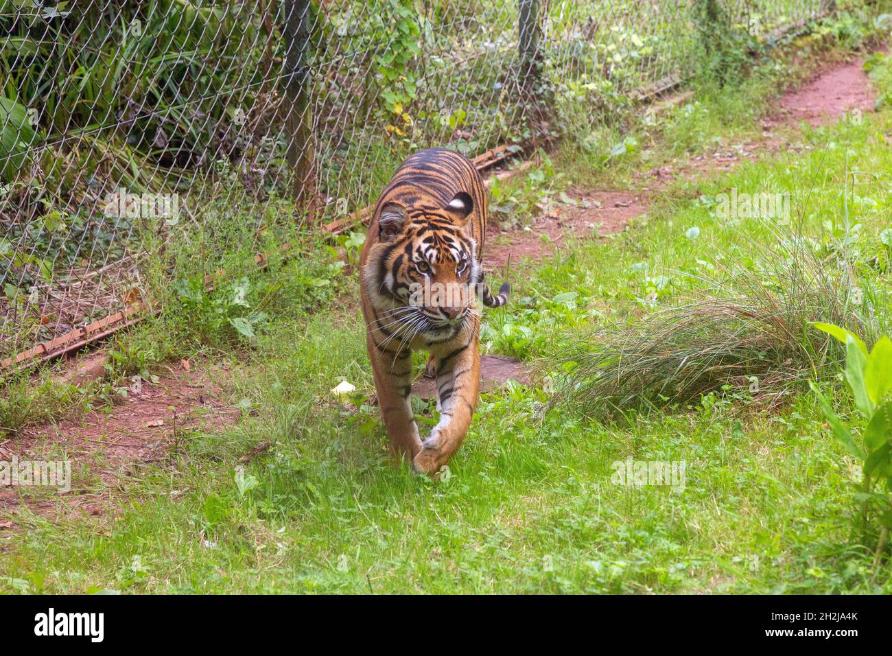 Sumatran tiger at Paignton Zoo, Devon, England, United Kingdom. Stock Photo