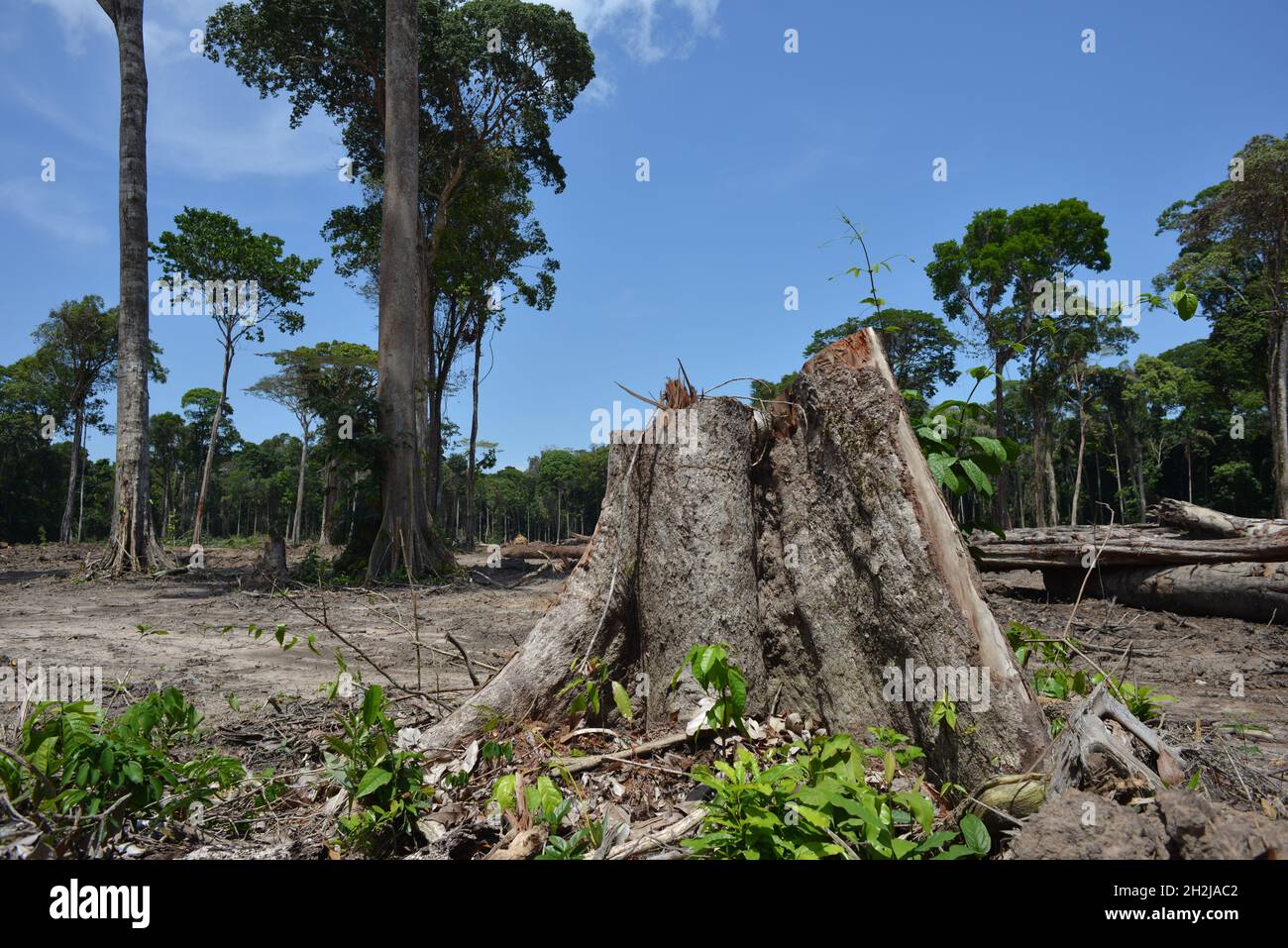 Amazon Rainforest Deforestation. Barcarena, Pará State, Brazil. Oct