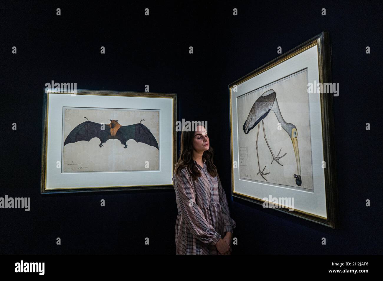 LONDON, UK. 22 Oct, 2021. A Great Indian Fruit Bat or Flying Fox, signed by Bhawani Das, Company School, Calcutta, circa 1778-83, Estimate: 300,000-500,000 GBP with A Painted Stork, eating a Snail, (both from the Impey Album), signed by Shaykh Zayn al-Din, Company School, Calcutta, dated 1781, Estimate: 200,000-300,000 GBP . Sotheby's Arts of the Islamic World & India auction which celebrates the production of historic objetcs, paintings and manuscripts from across a multitude of contincents and over ten centuries. The sale will take place on 27 OctoberCredit: amer ghazzal/Alamy Live News Stock Photo