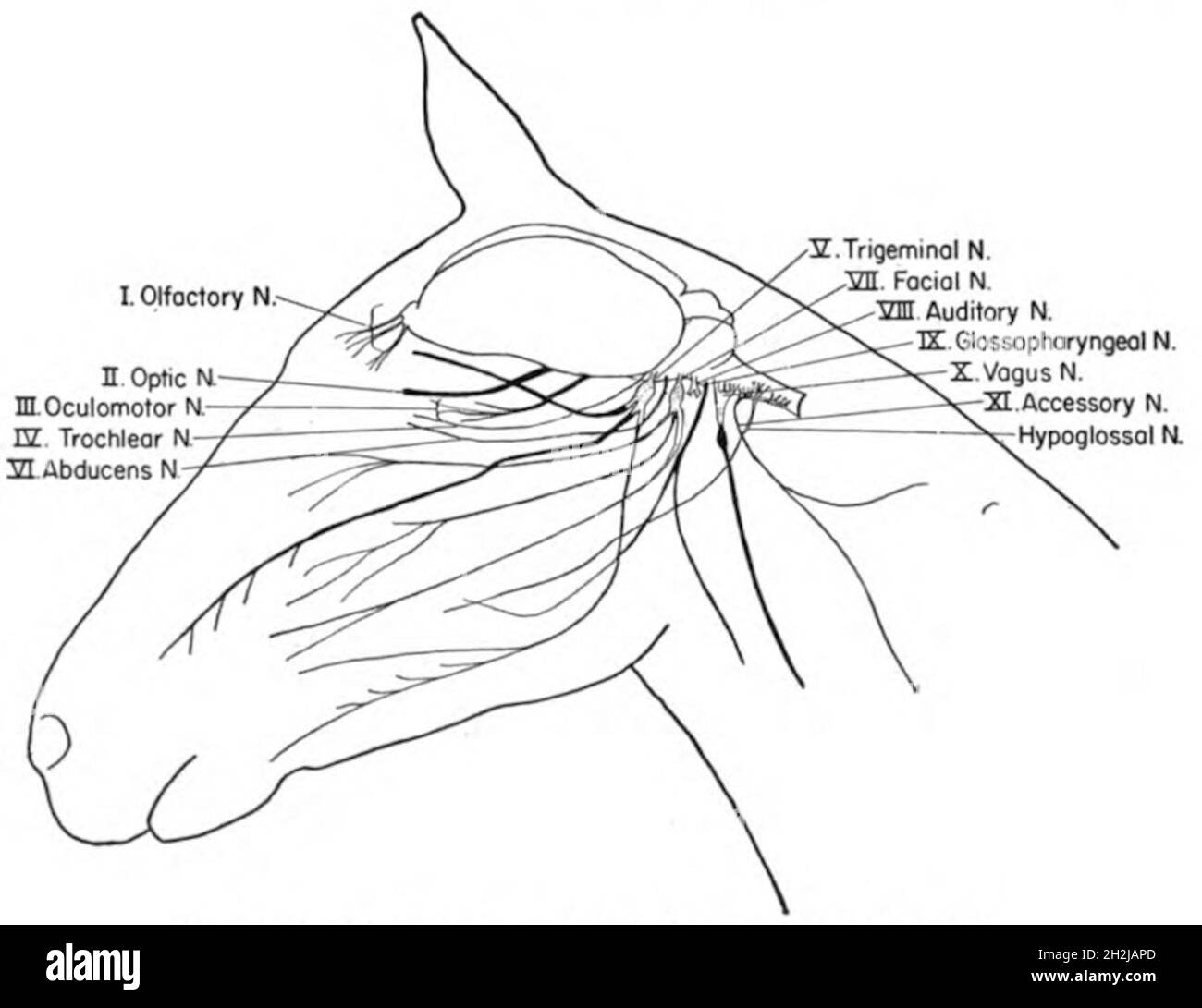 Facial nerves Black and White Stock Photos & Images Alamy