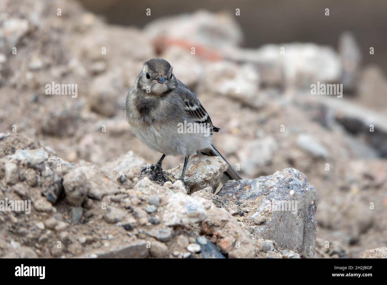 pretty young grey wagtail perching on rubble Stock Photo