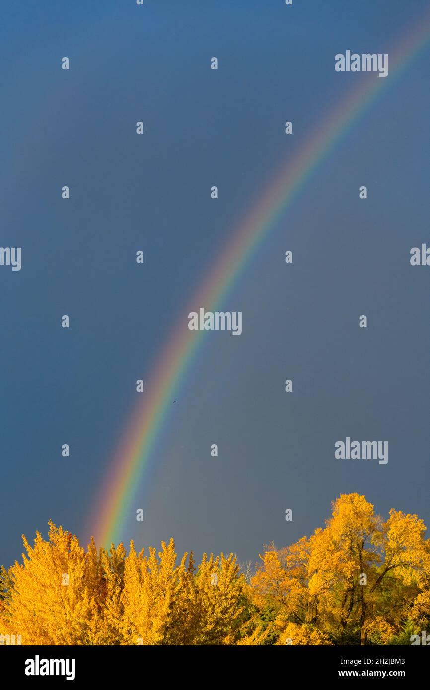 Fall rainbow over colorful trees in Reno, Nevada Stock Photo