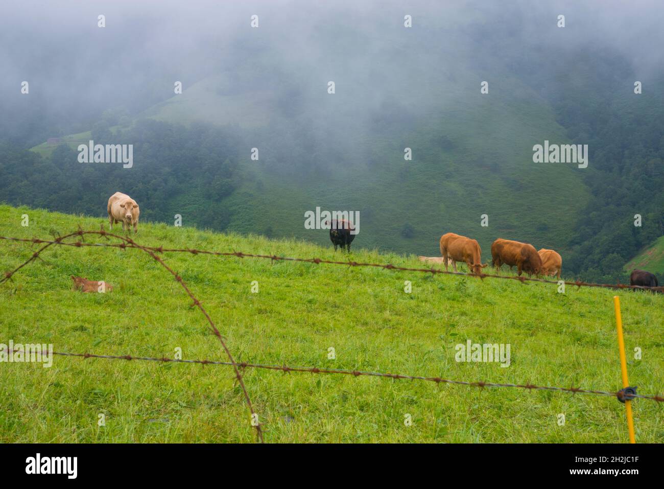 Cows in a meadow. Valle del Pas, Cantabria, Spain. Stock Photo