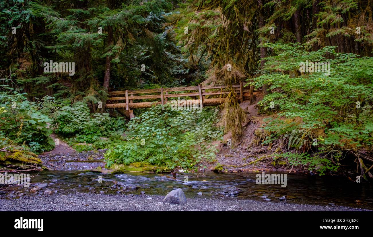 Lush forest surrounds a wooden bridge leading hikers to Marymere Falls at Olympic National Park Washington Stock Photo