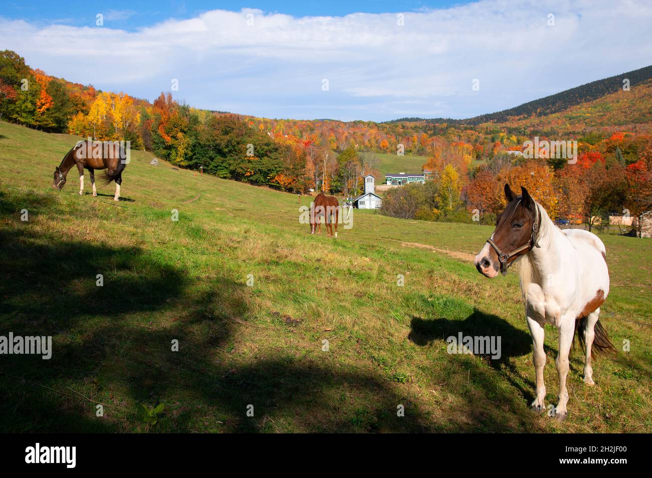 Horses grazing on a farm in Jackson, New Hampshire USA Stock Photo
