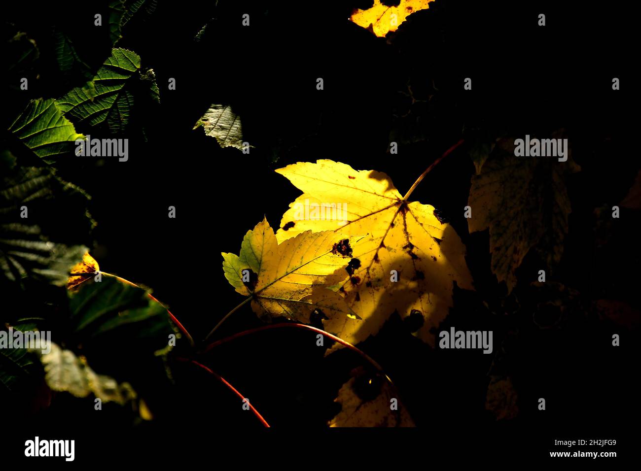 autumnal colored maple leaves in backlit Stock Photo
