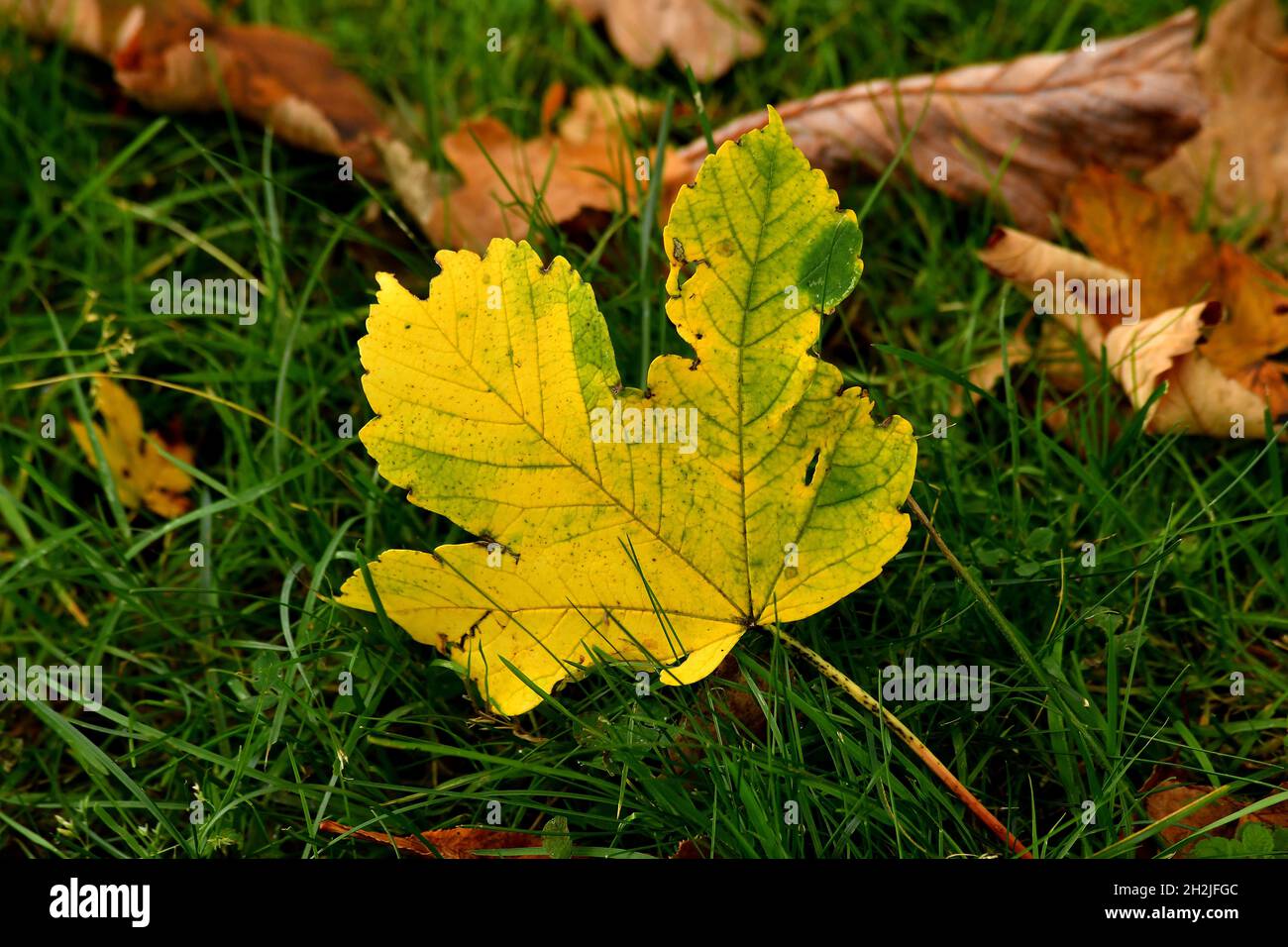 autumnal colored maple leaf on grass Stock Photo