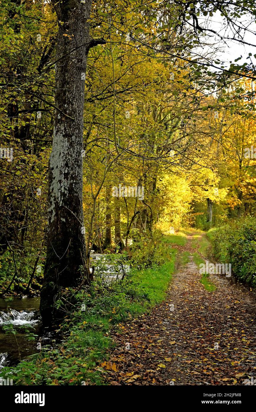 track beside a small creek with trees in autumnal colors Stock Photo
