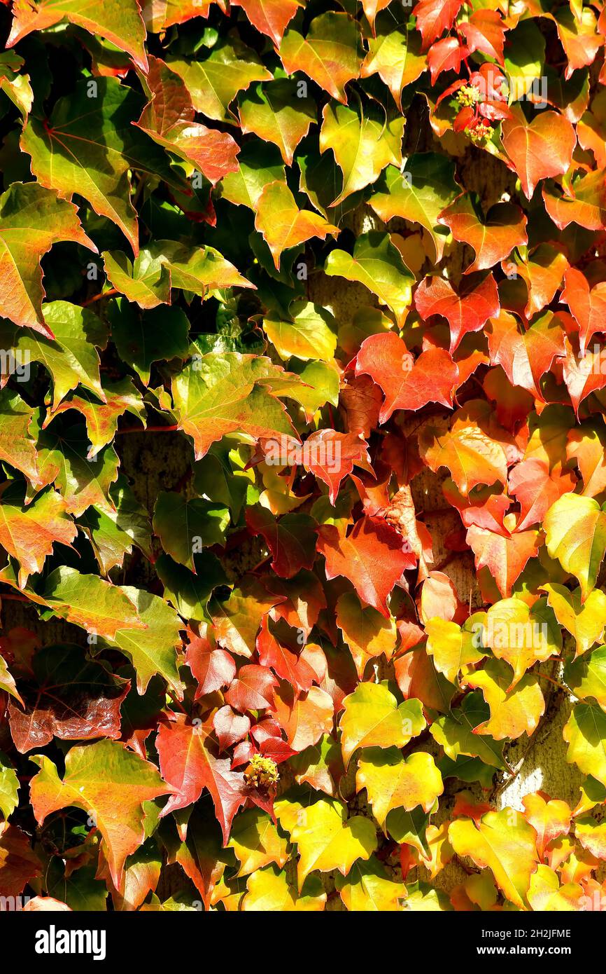 wild wine leaves in autumnal colors in backlit Stock Photo