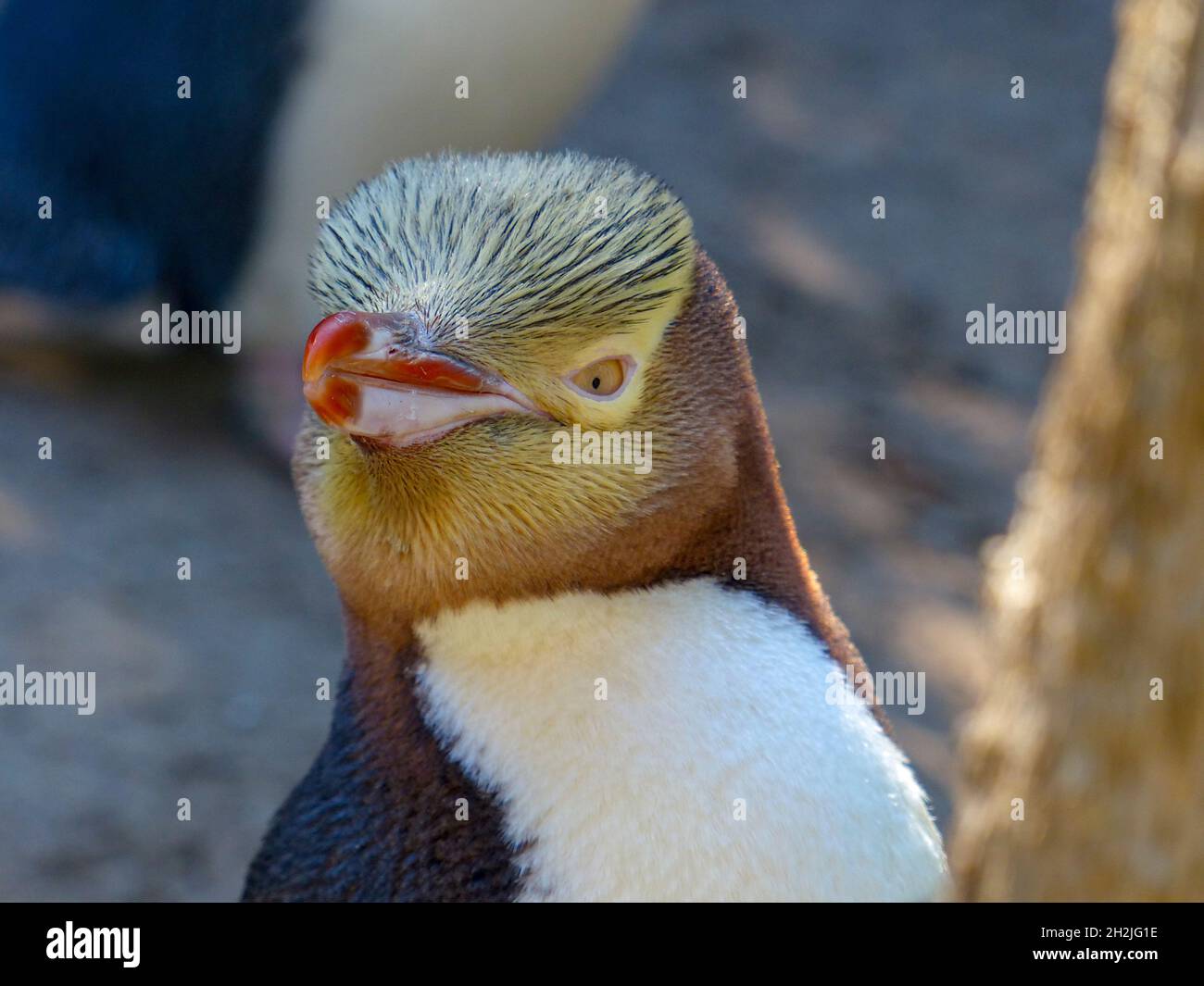 Yellow-eyed penguin (Megadyptes antipodes), Dunedin, Otago, South Island, New Zealand, Stock Photo