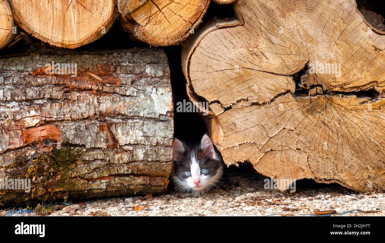 Kitten (Felis Catus) hiding in a pile of wood Stock Photo