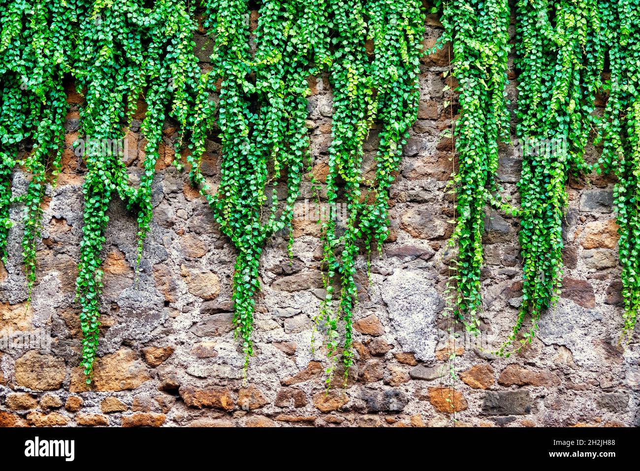 Common ivy (hedera helix) on a brick wall Stock Photo