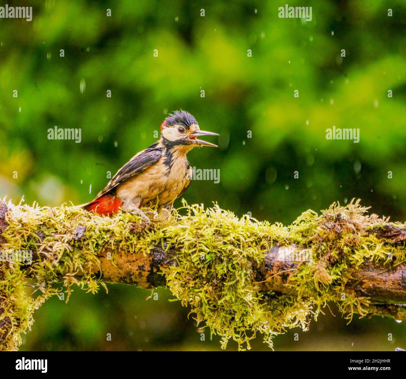 Great Spotted Woodpecker Enjoying The Rain in Cotswolds,UK Garden Stock Photo