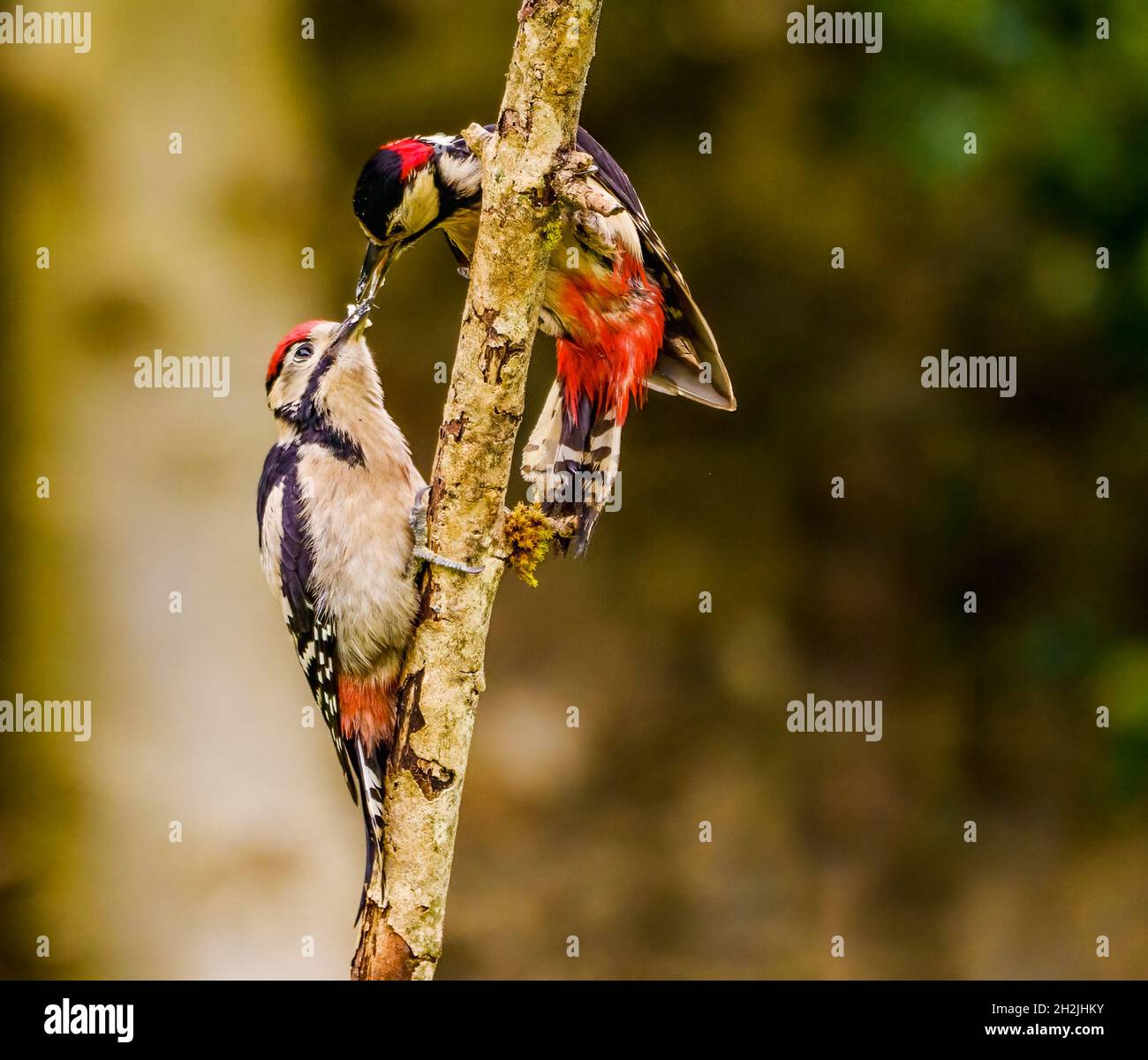 Male Great Spotted Woodpecker Feeds Juvenile in Cotswolds,UK Garden Stock Photo
