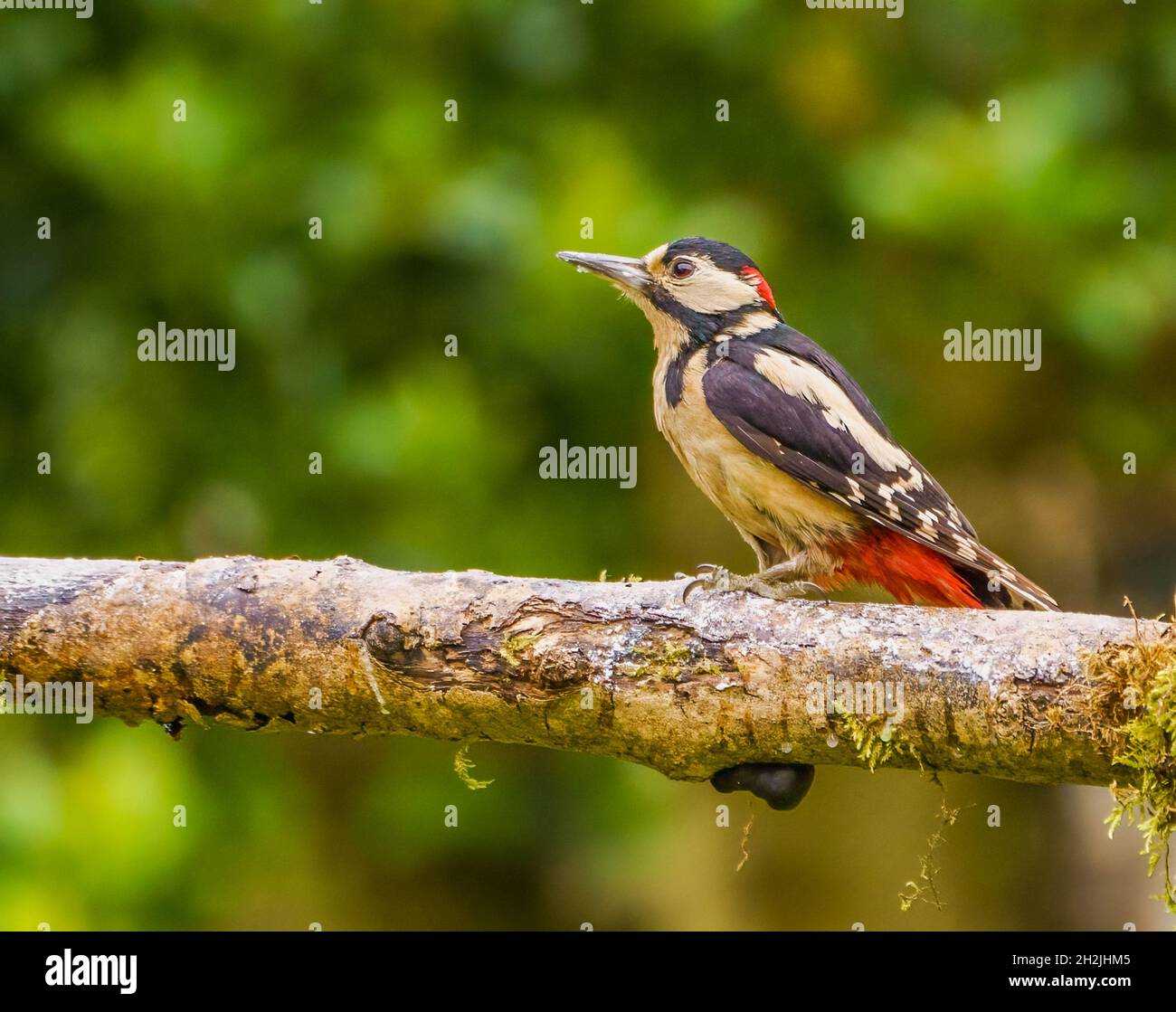 Male Great Spotted Woodpecker at Rest in Cotswolds,UK Garden Stock Photo
