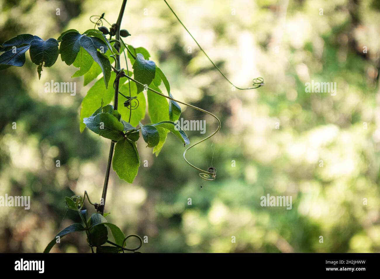 Plant closeup in the forest Stock Photo