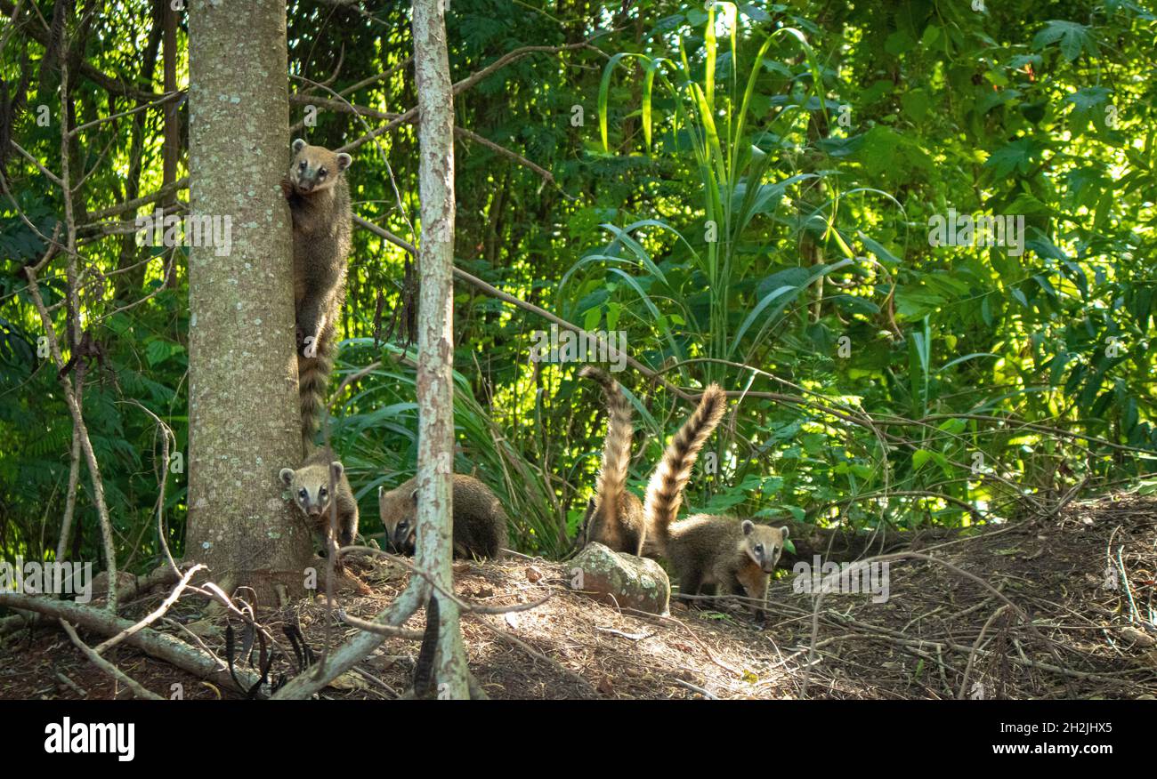 Racoon family taked by a photo in Park Arthur Thomas in Londrina, Brazil. Stock Photo