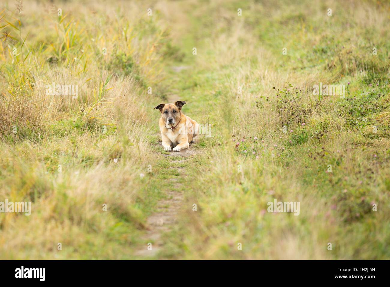 Portrait of a mongrel Malinois x Spanish mastiff in reclining posing in focus with half standing ears between long grass Stock Photo
