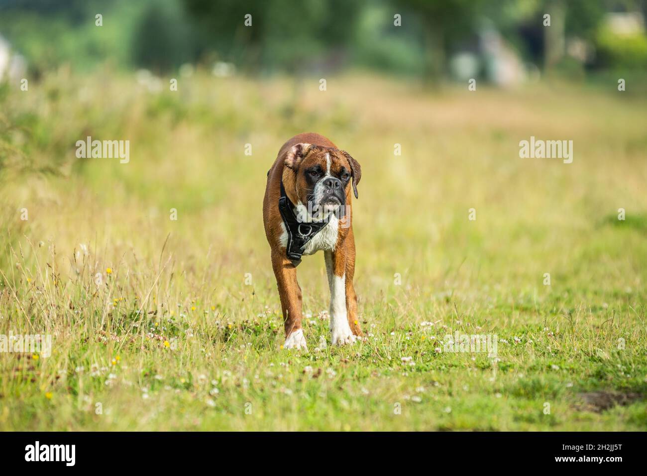 Brown black white Boxer dog with harness standing still in grass looking at the photographer surrounds with blurred foreground and background Stock Photo