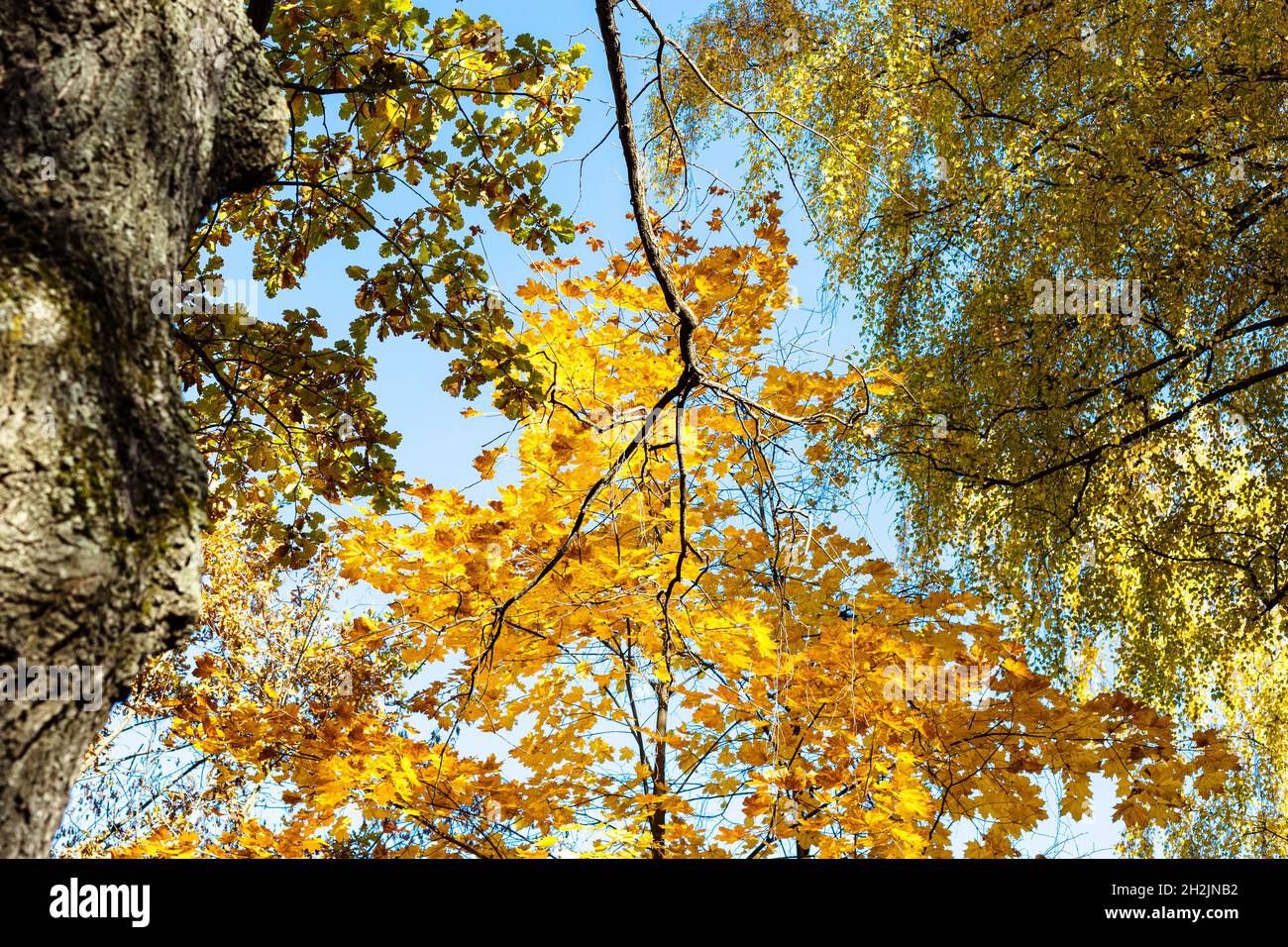 bottom view oak tree branch with yellow and orange leaves and yellowing ...