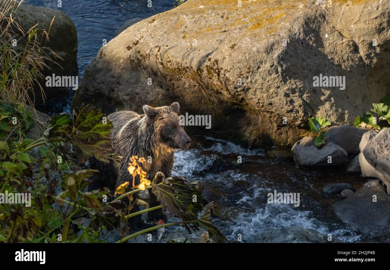 A brown bear catches fish in a river on Iturup Island, Kuril Islands, Russia. Stock Photo