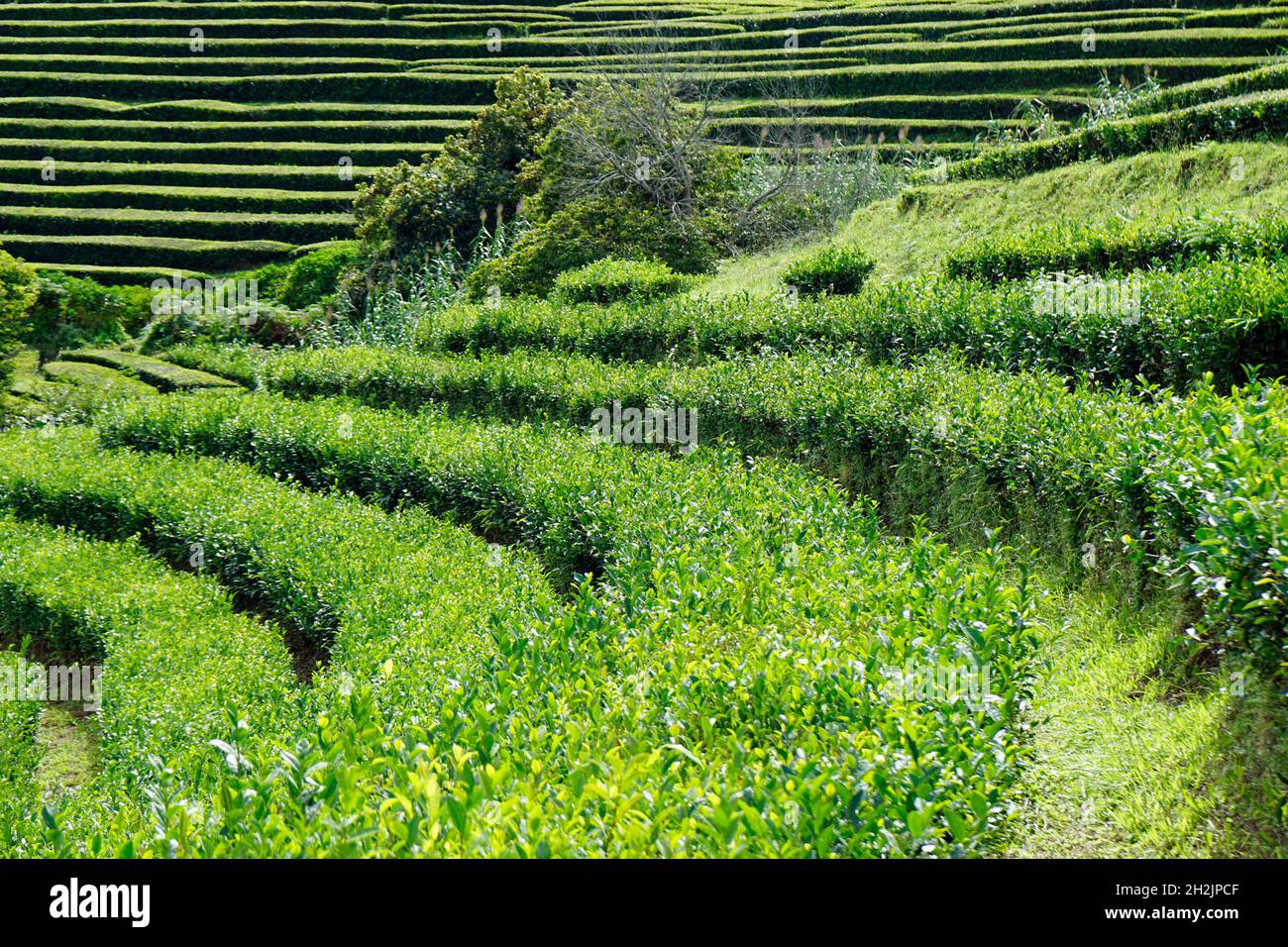 Azores Essentials Tea Tea farmer azores hi-res stock photography and images - Alamy