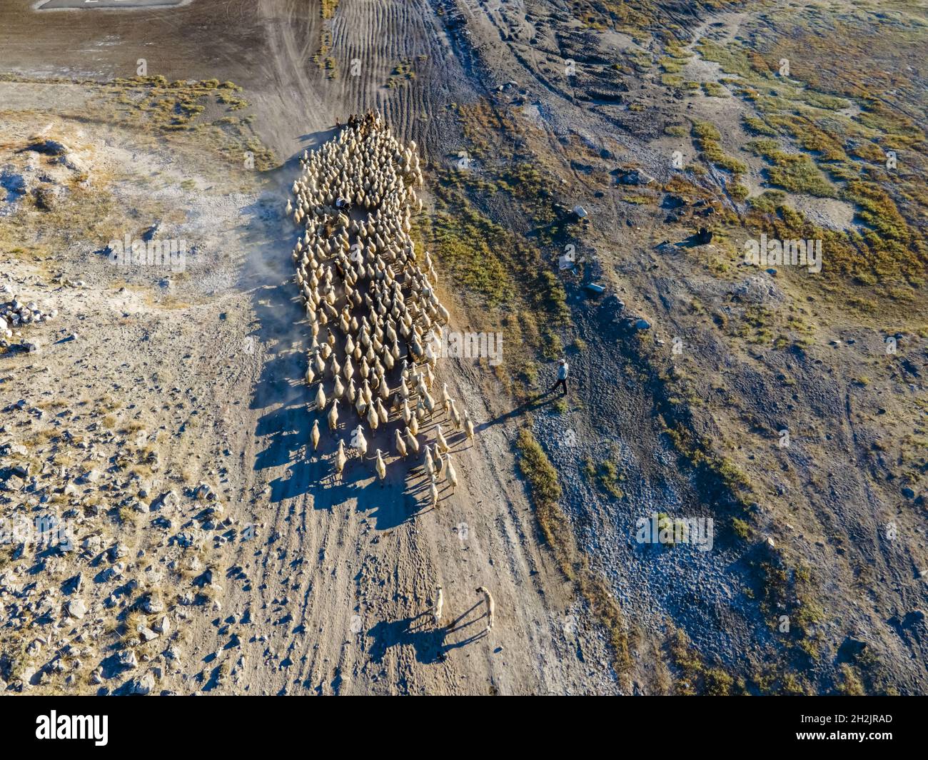 Aerial view of a herd of sheep on wild land Stock Photo - Alamy