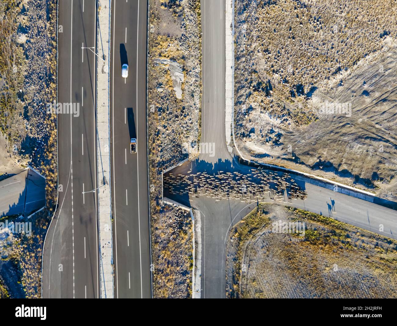 Aerial view of a herd of sheep on land near a highway Stock Photo - Alamy