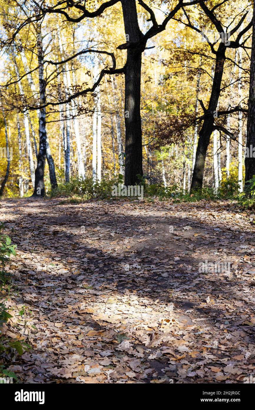 Yellow nipple sponges (Polymastia) on muddy slope Stock Photo - Alamy