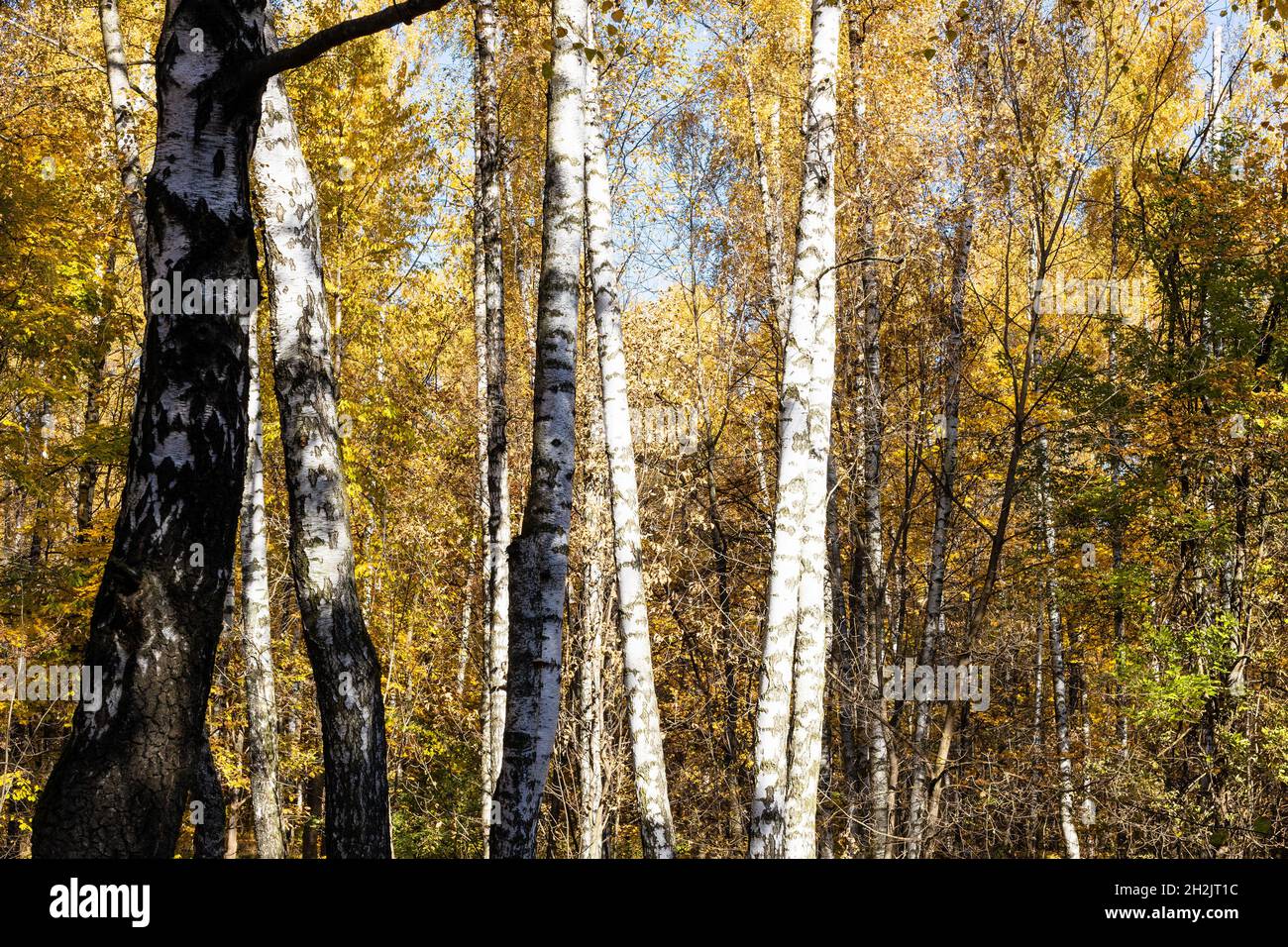 old birch grove illuminated by sun in city park on sunny autumn day ...