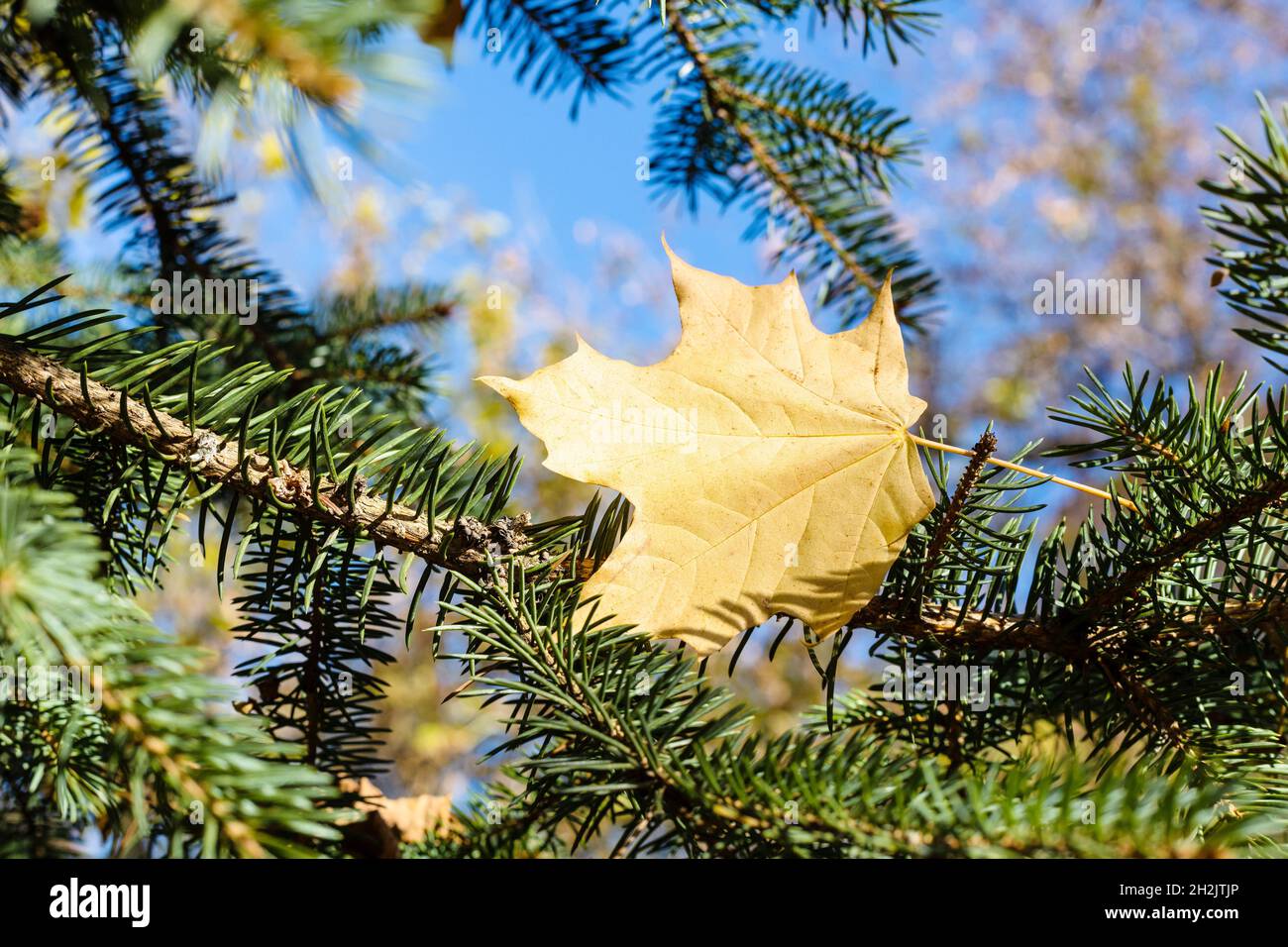 Blue fallen maple leaf hi-res stock photography and images - Alamy