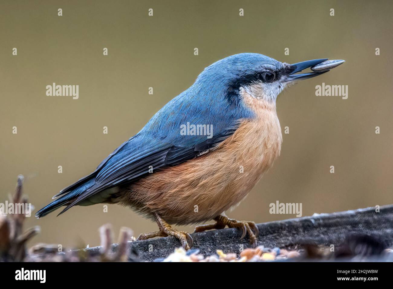 A Eurasian nuthatch, Sitta europaea, taking a sunflower seed from a