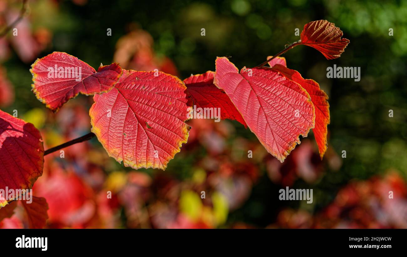 Herbstimpressionen, Autumn im Park, Oktober in Hannover, Wetter, rote Lindenblätter (red linde tree) in der Sonne, Stöcken Stock Photo