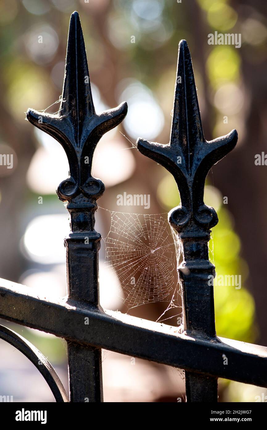Close-up of a backlit spiderweb on a wrought iron gate Stock Photo - Alamy