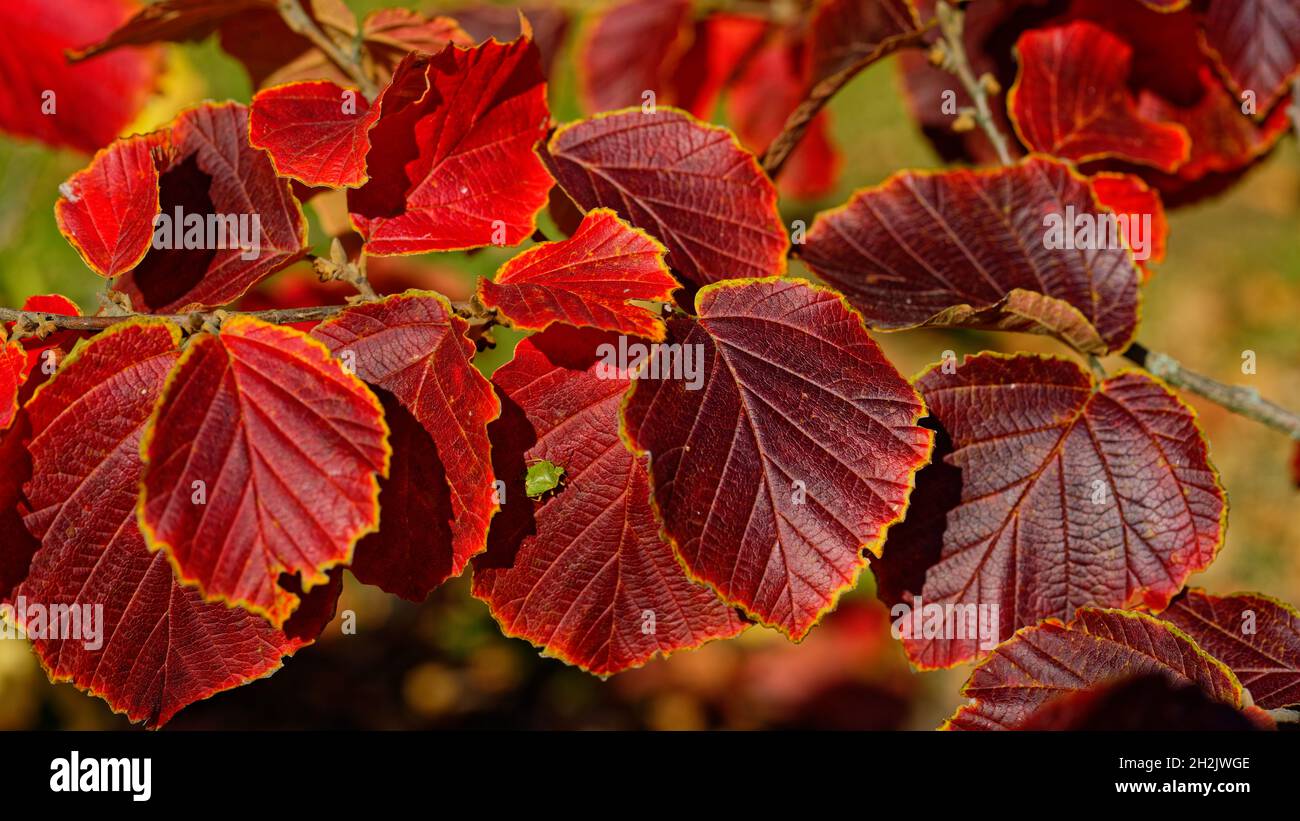 Herbstimpressionen, Autumn im Park, Oktober in Hannover, Wetter, rote Lindenblätter (red linde tree) in der Sonne, Stöcken Stock Photo
