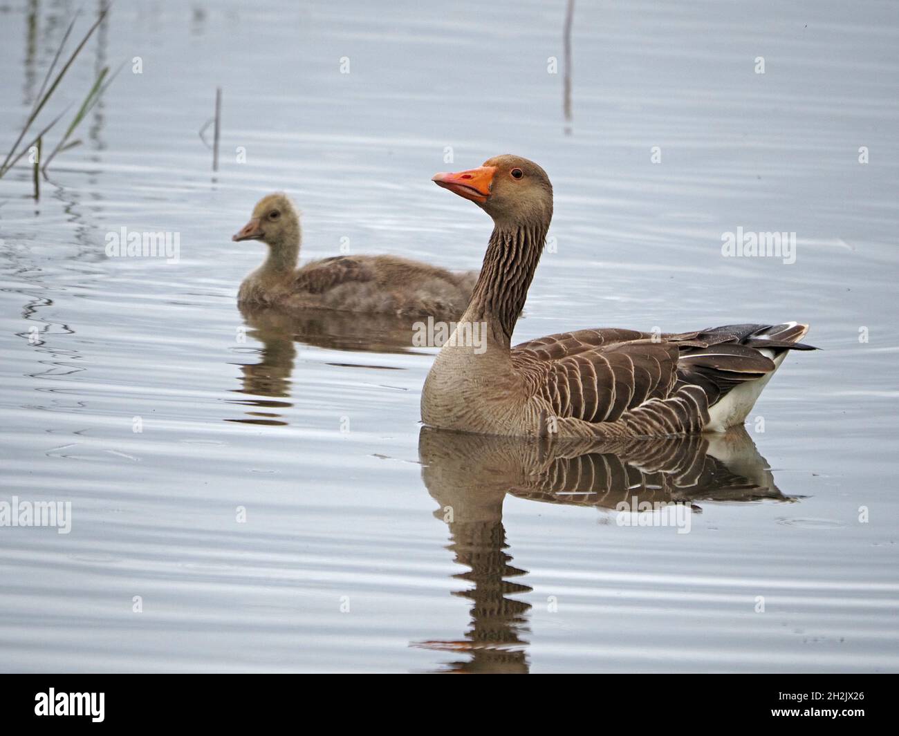 Goose Uk Rspb single adult Greylag Goose (Anser anser) with one fluffy gosling ...