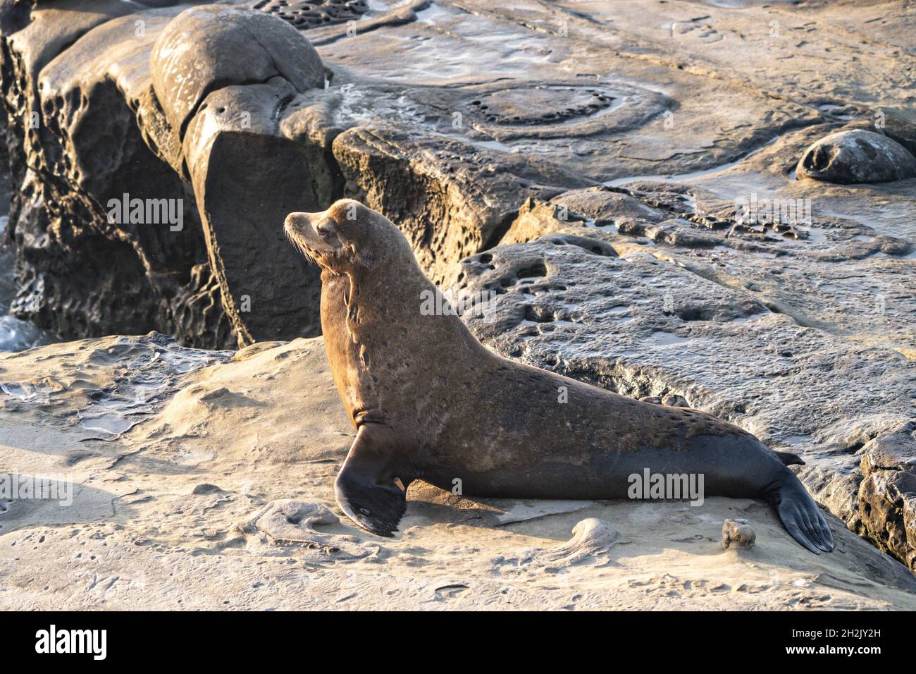 A California Sea Lion sunbathes on the rocky shoreline in a large