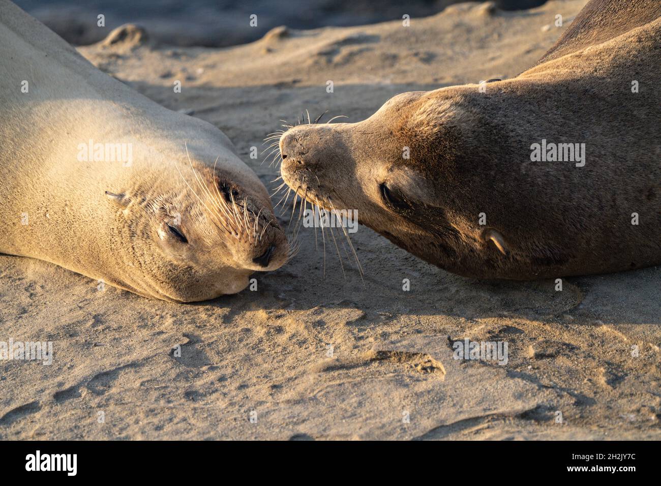 California Sea Lions sunbathe on the rocky shoreline in a large colony