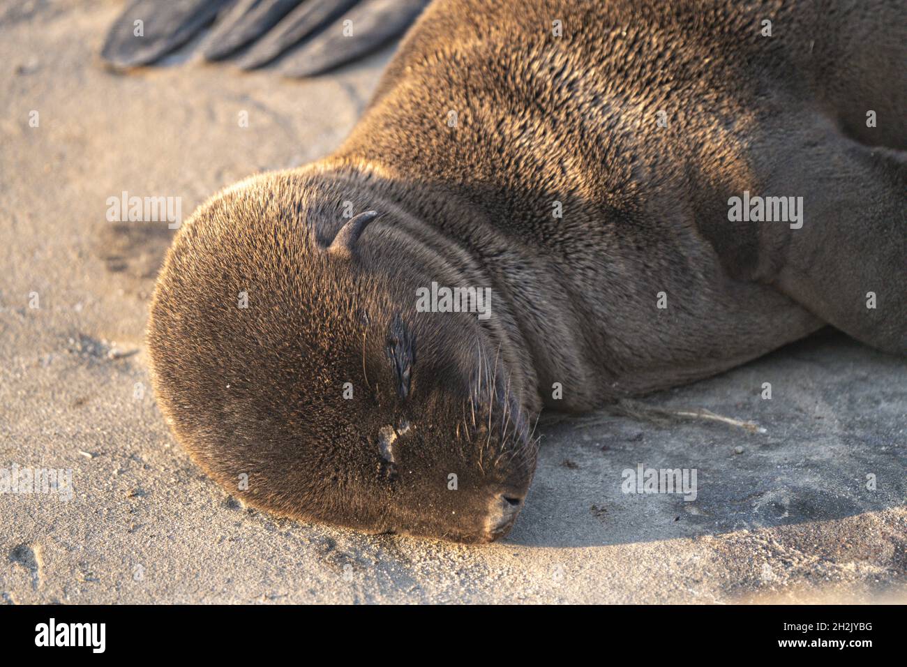 A California Sea Lion pup, sunbathes on the rocky shoreline in a large
