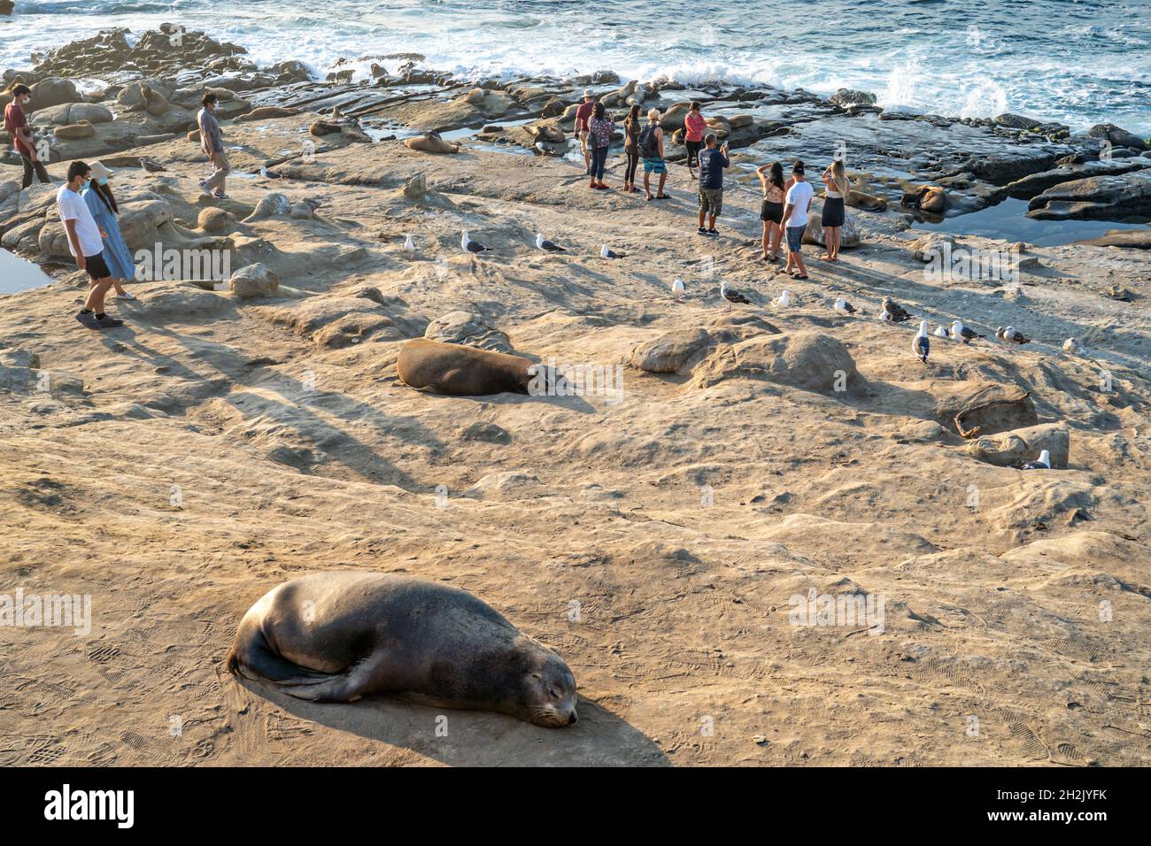California Sea Lions surrounded by tourists on the rocks at Goldfish