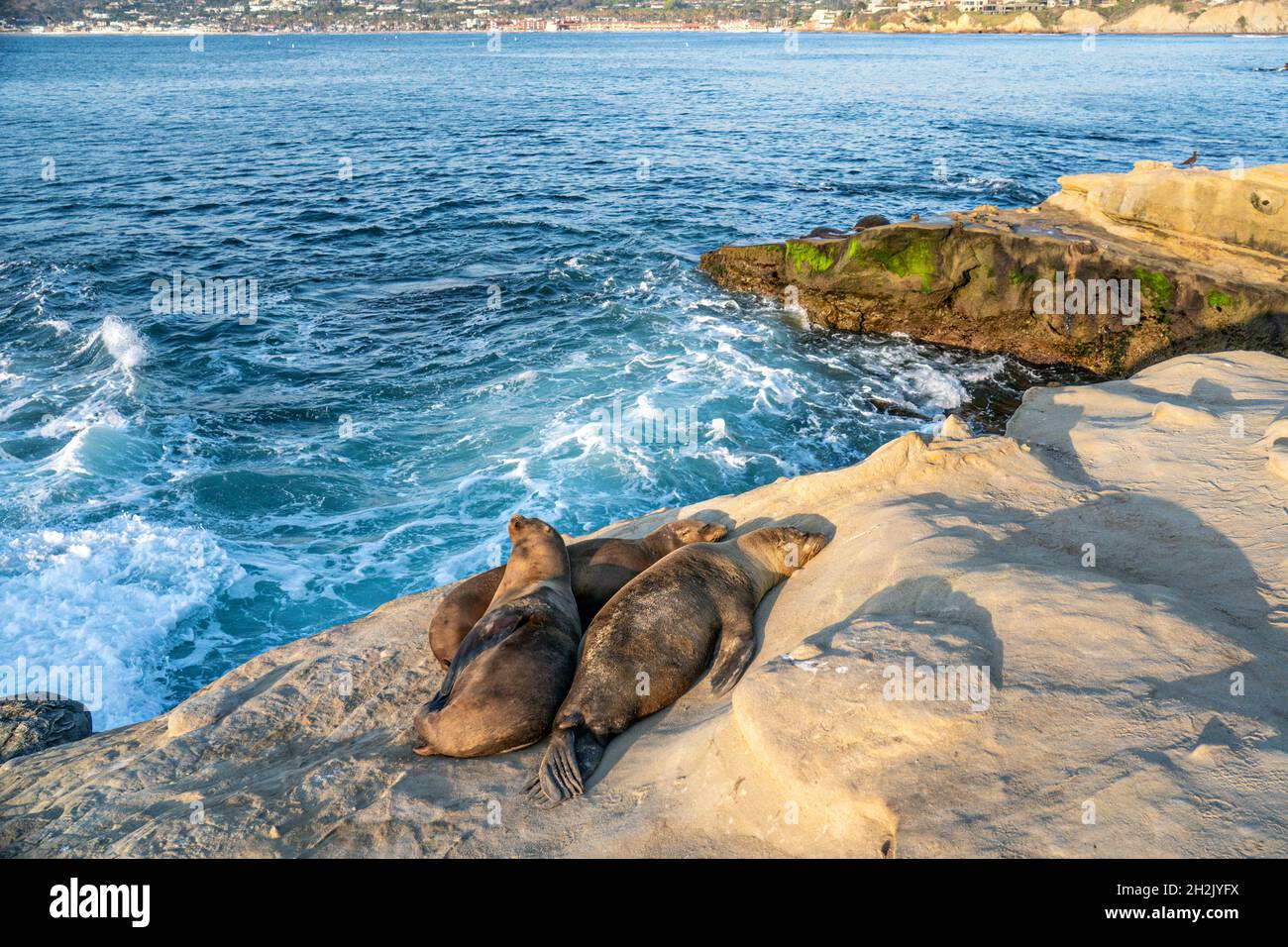 California Sea Lions sunbathe on the rocky shoreline of Goldfish Point
