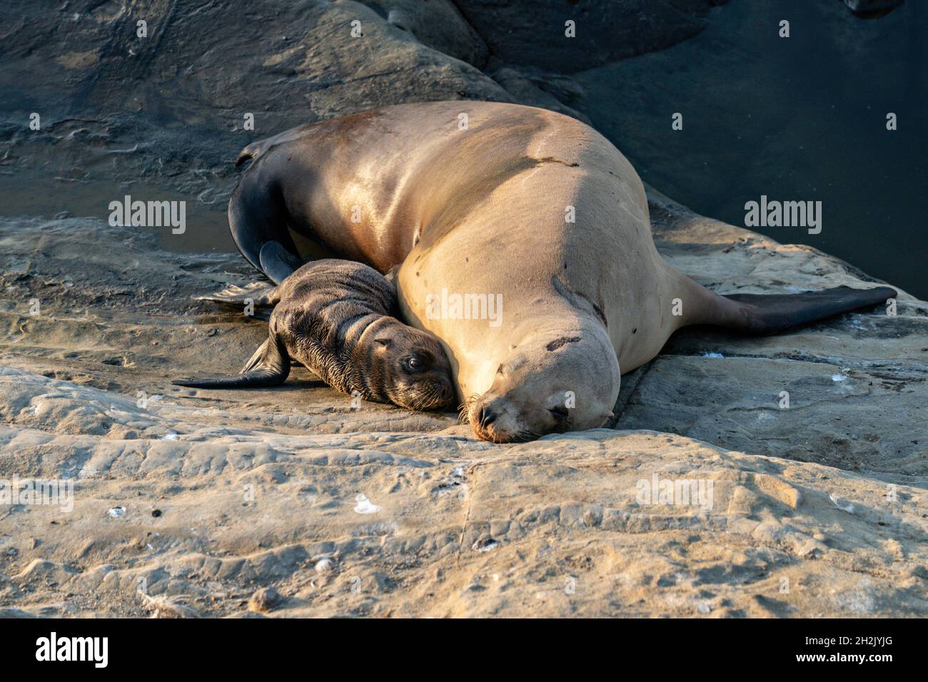 A California Sea Lion and pup sunbathe on the rocky shoreline of