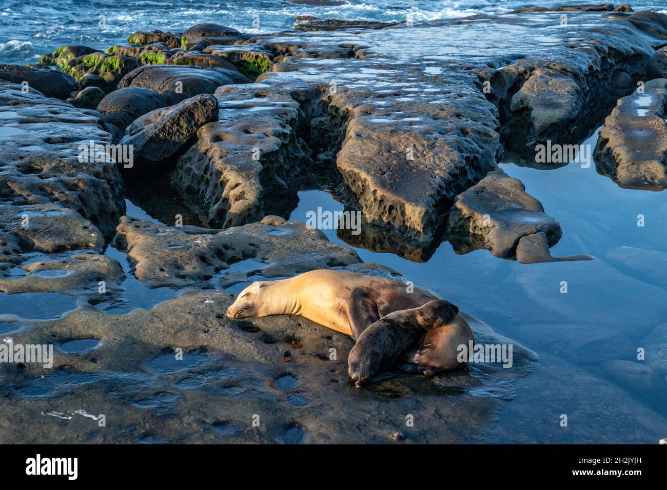 A California Sea Lion and pup sunbathe on the rocky shoreline of