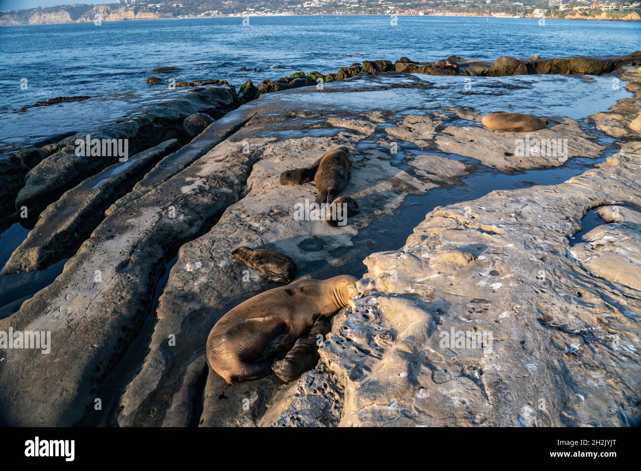 California Sea Lions and their pups sunbathe on the rocky shoreline of