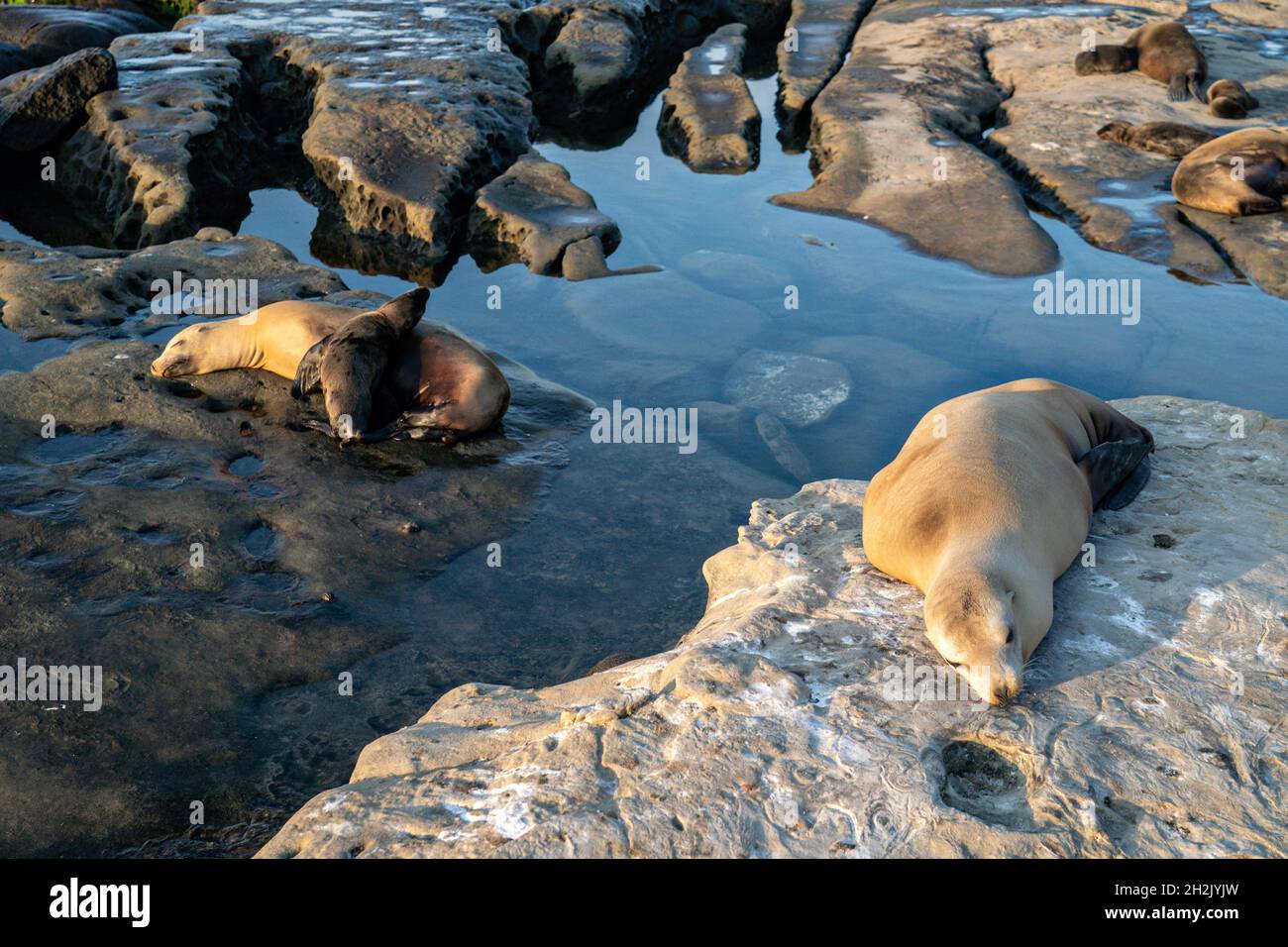 California Sea Lions and their pups sunbathe on the rocky shoreline of